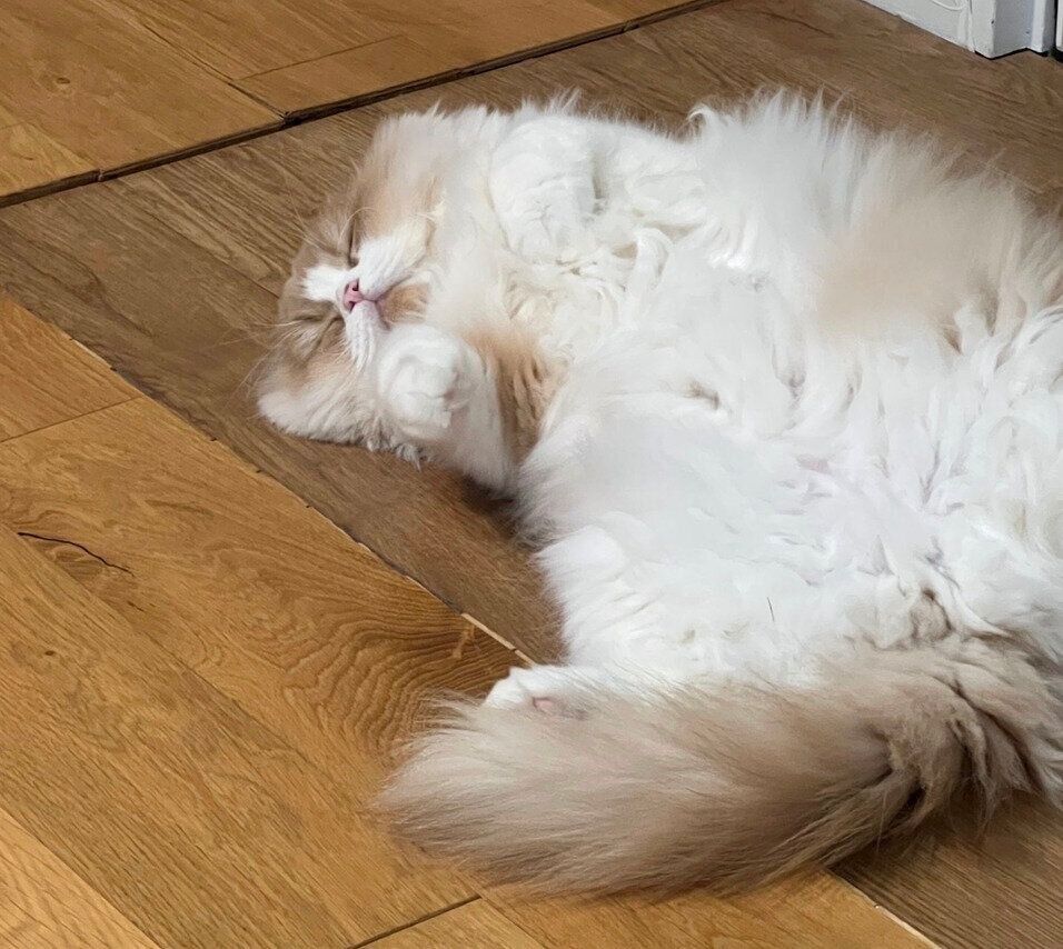 気持ちよさそうに眠る豆太くん