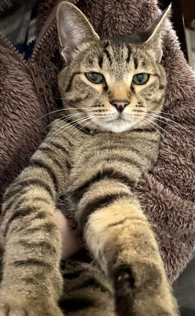 抱っこされている猫