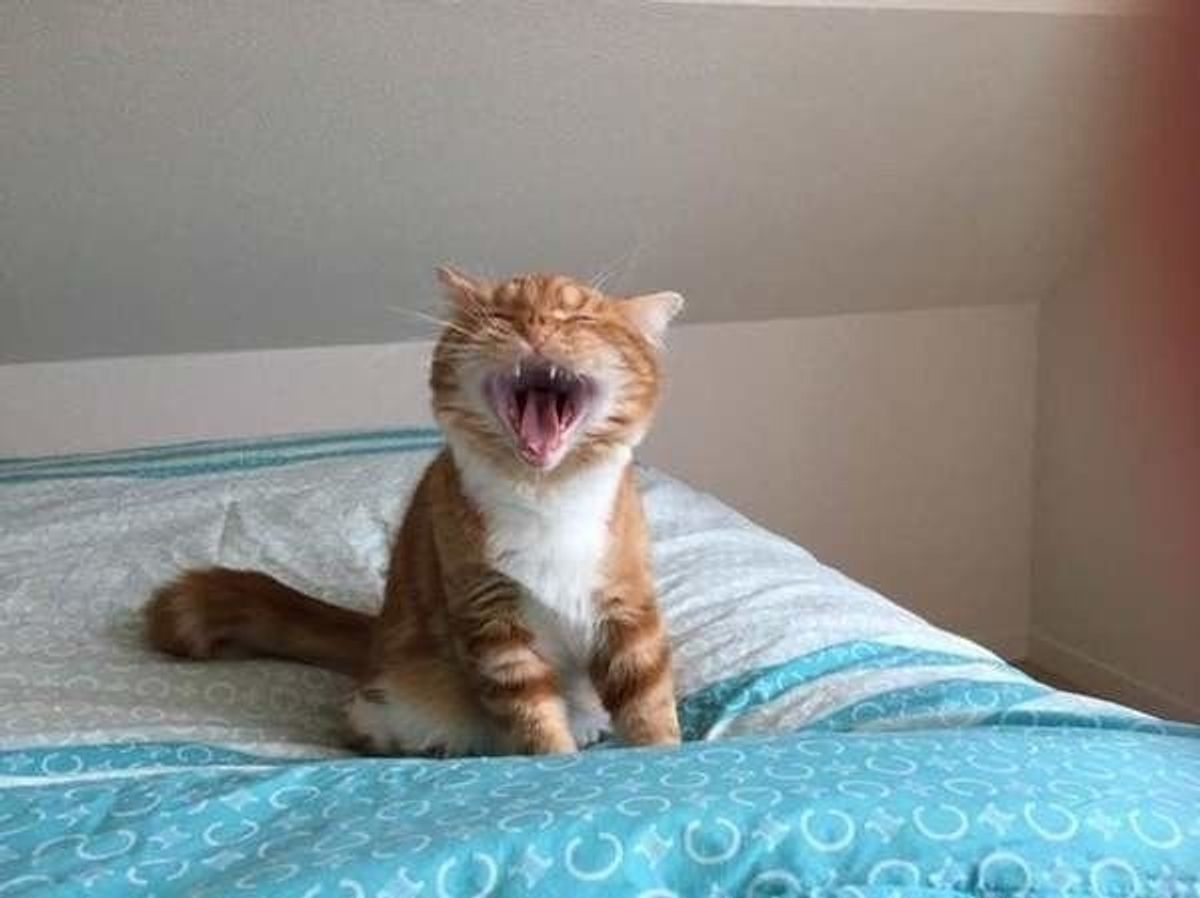 獣医師監修 猫が甘噛みするのには理由がある 甘噛みの意味やしつけ方 ねこのきもちweb Magazine 獣医師監修 猫が甘噛みするのには理由がある 甘噛みの意味やしつけ方 ねこのきもちweb Magazine
