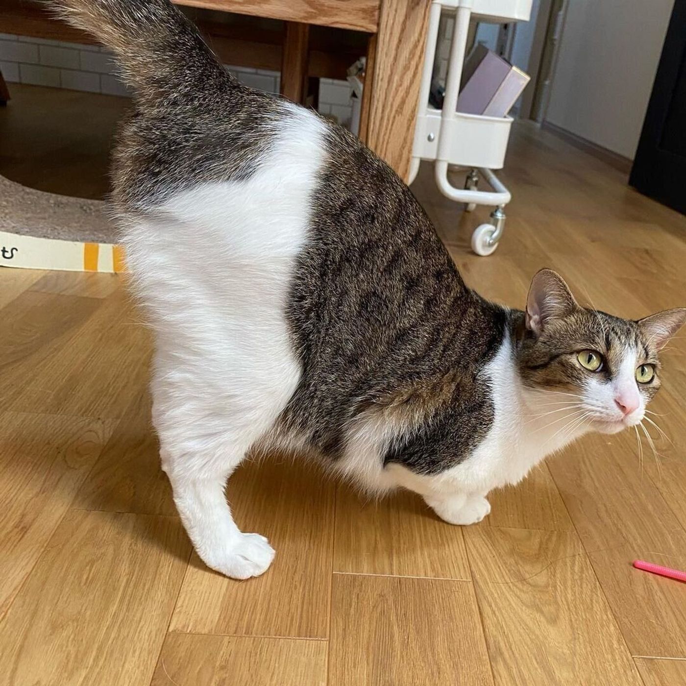 猫がお尻を高く上げる理由 トントンして の可愛いアピールだった ねこのきもちweb Magazine 猫がお尻を高く上げる理由 トントンして の可愛いアピールだった ねこのきもちweb Magazine