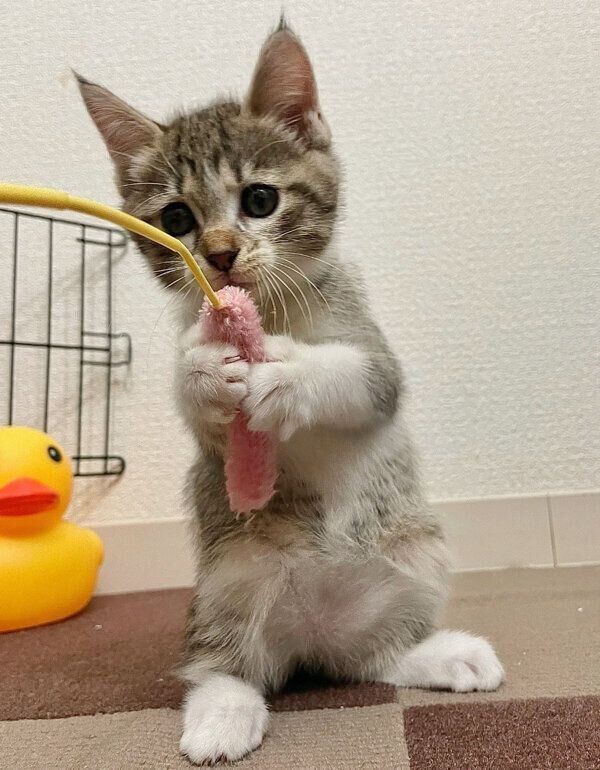 おもちゃで遊ぶたまきちゃん