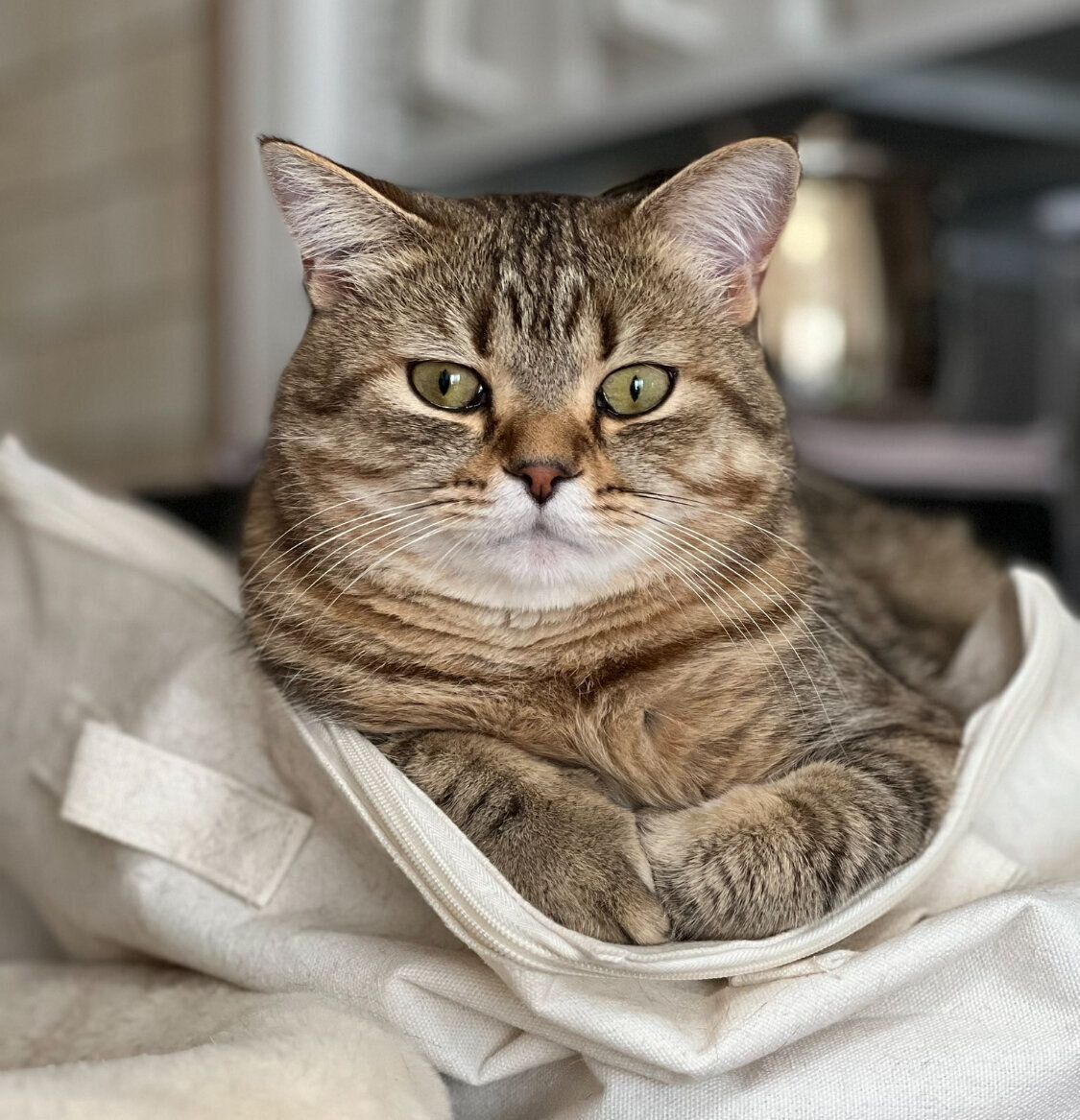 こちらをじっと見つめるsellyくん