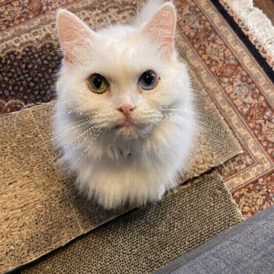 絨毯の上に座りまっすぐに上を仰ぎ見ている白いスコティッシュフォールド