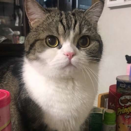 飼い主さんを見つめる猫