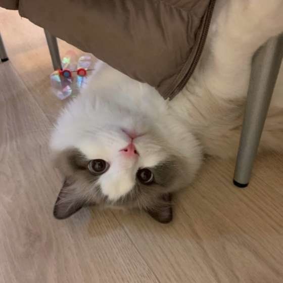 イスの下に入るラグドール