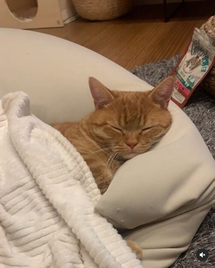 お昼寝するマンチカン猫のうにくん