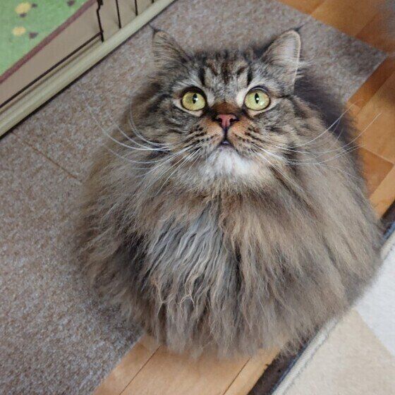 ラガマフィンのノアちゃん