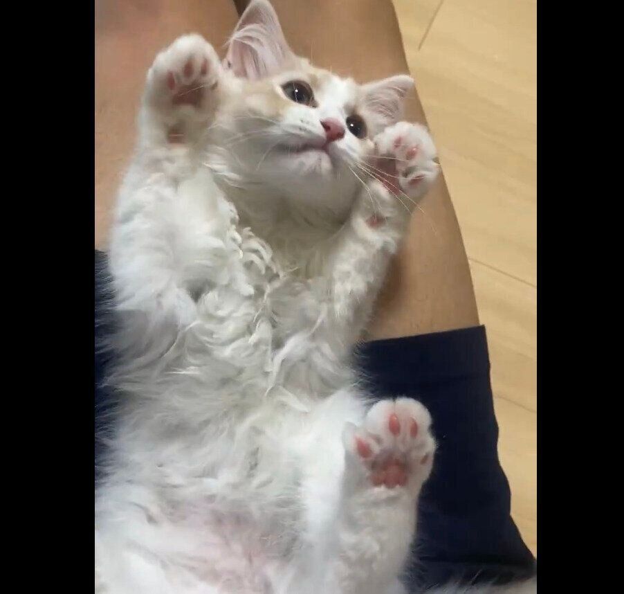 両前足を上げるもなかくん