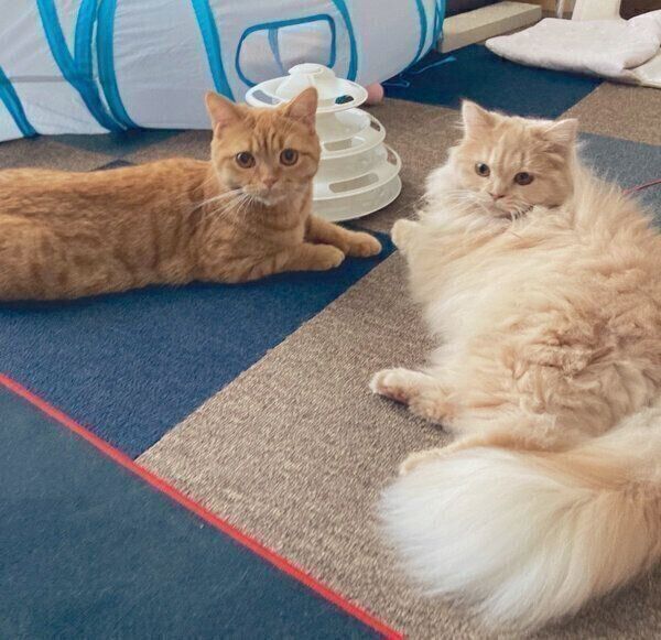 見つめるレイちゃん、ハロちゃん