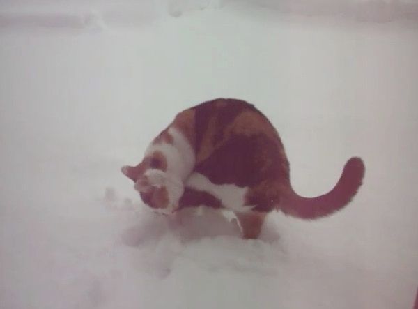 パトロールする猫