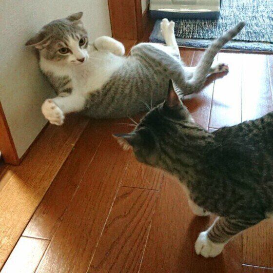 緊張の一瞬　サバトラ