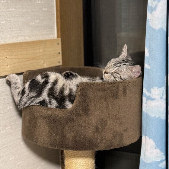 キャットタワーで寝るアメリカンショートヘア