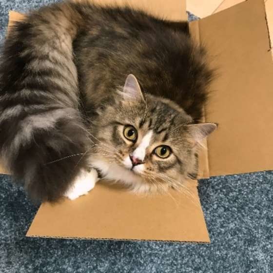 ラガマフィンのアルフレッドくん