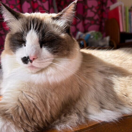 ラグドールのQooくん