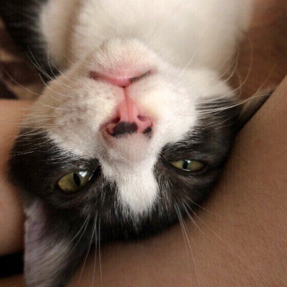 ウットリする猫