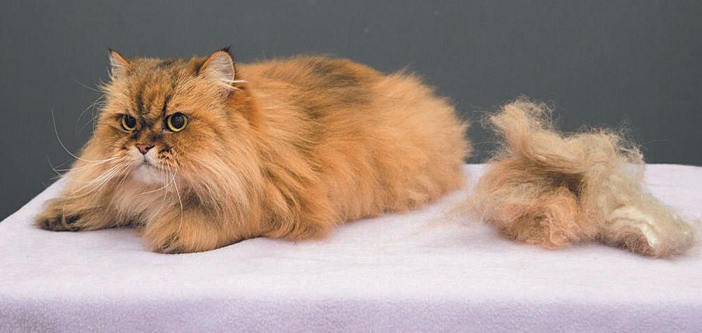 撮影／中川文作