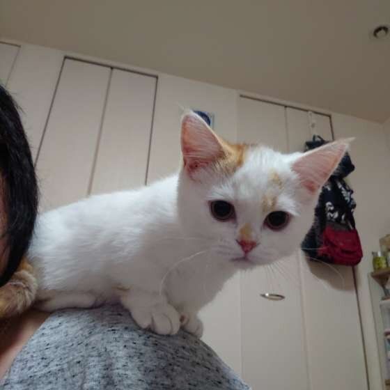 肩に乗るミヌエットの心菜