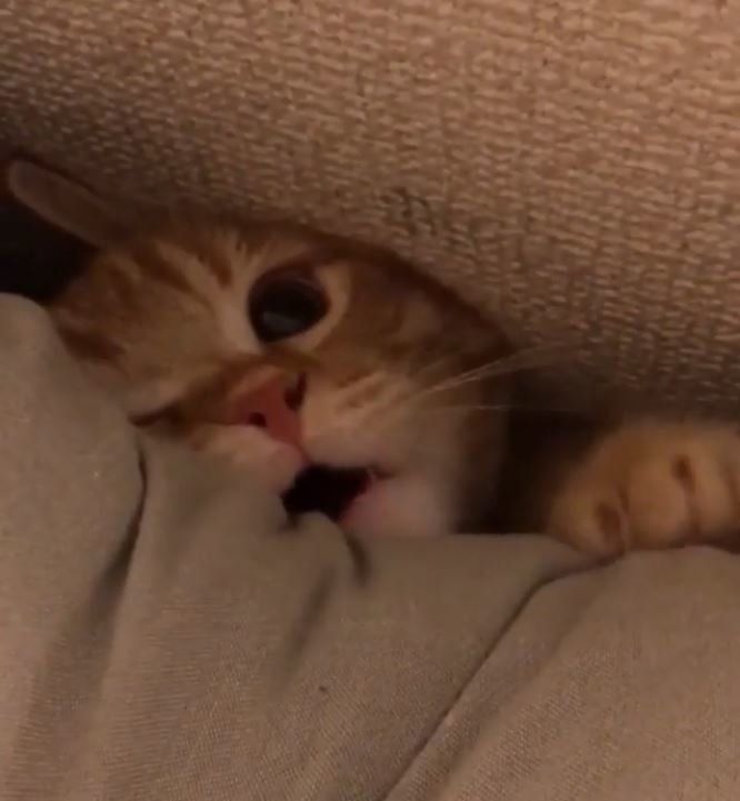 ニャンコの 恐くない ホラー映画 隙間の奥に潜んでいたのは ねこのきもちweb Magazine