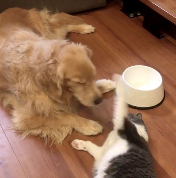 犬の肉球を嗅ぐ猫