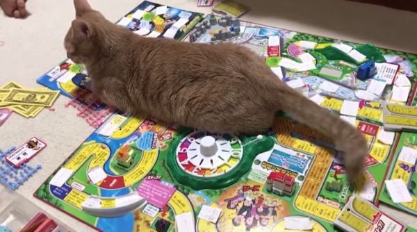 かまってほしい猫