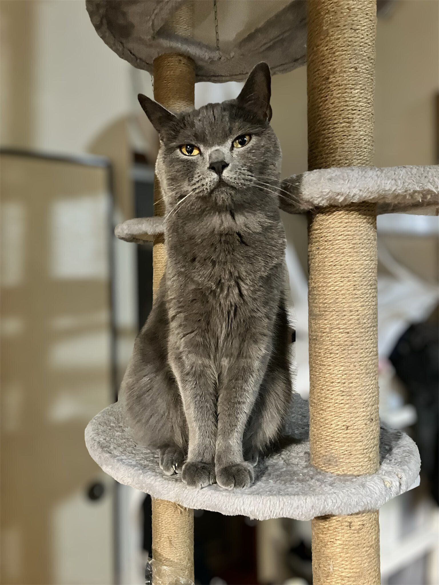 成長後の様子　現在も「オスのブリティッシュショートヘアのなかでは小柄なほう」なのだとか