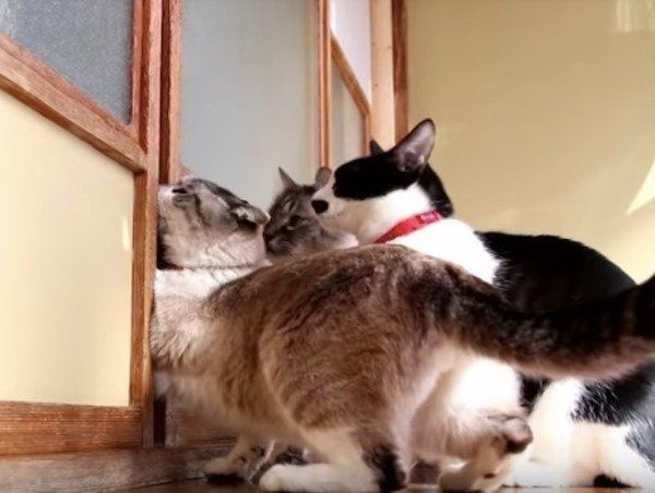 出たり入ったりニャンズ