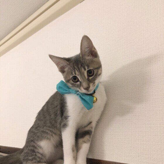 高いところにいるサバトラ猫