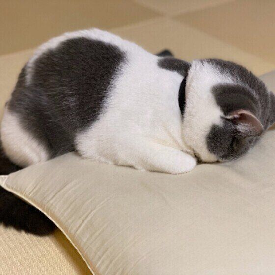 ごめん寝をするマンチカンのあんこくん