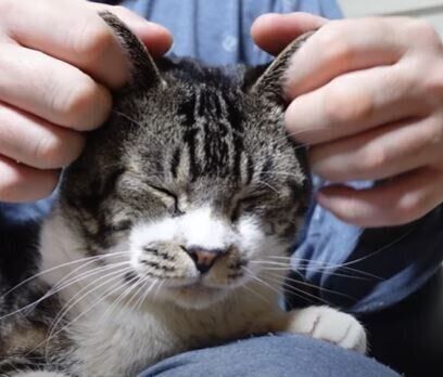 ねこ　リキちゃん