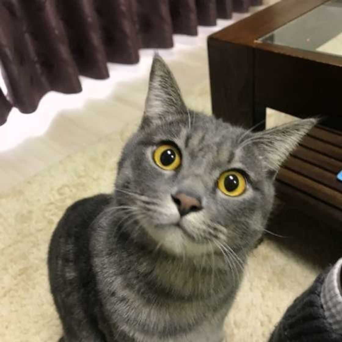性別が違えば 猫のオス メスのここが違う ねこのきもちweb Magazine 性別が違えば 猫のオス メスのここが違う ねこのきもちweb Magazine