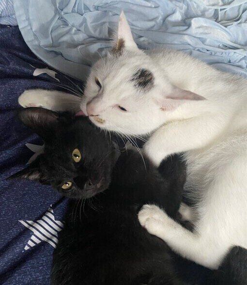 （写真上から）兄猫・キセキくん、うにくん。