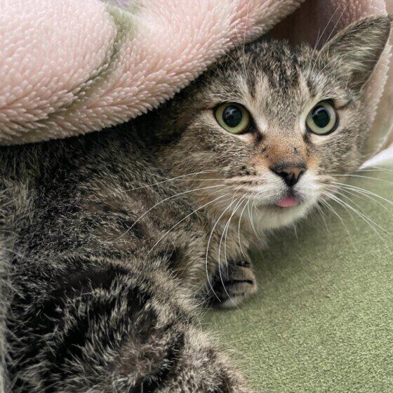 MIXキジトラのモカちゃん