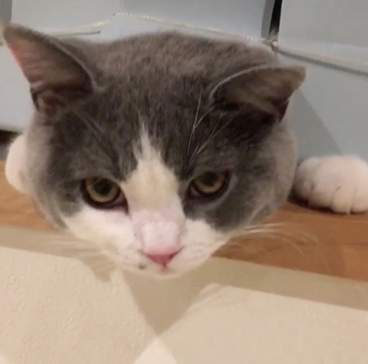 かわいい 妖精 を発見 ひょこっと顔を出すニャンコに胸キュン ねこのきもちweb Magazine かわいい 妖精 を発見 ひょこっと顔を出すニャンコに胸キュン ねこのきもちweb Magazine