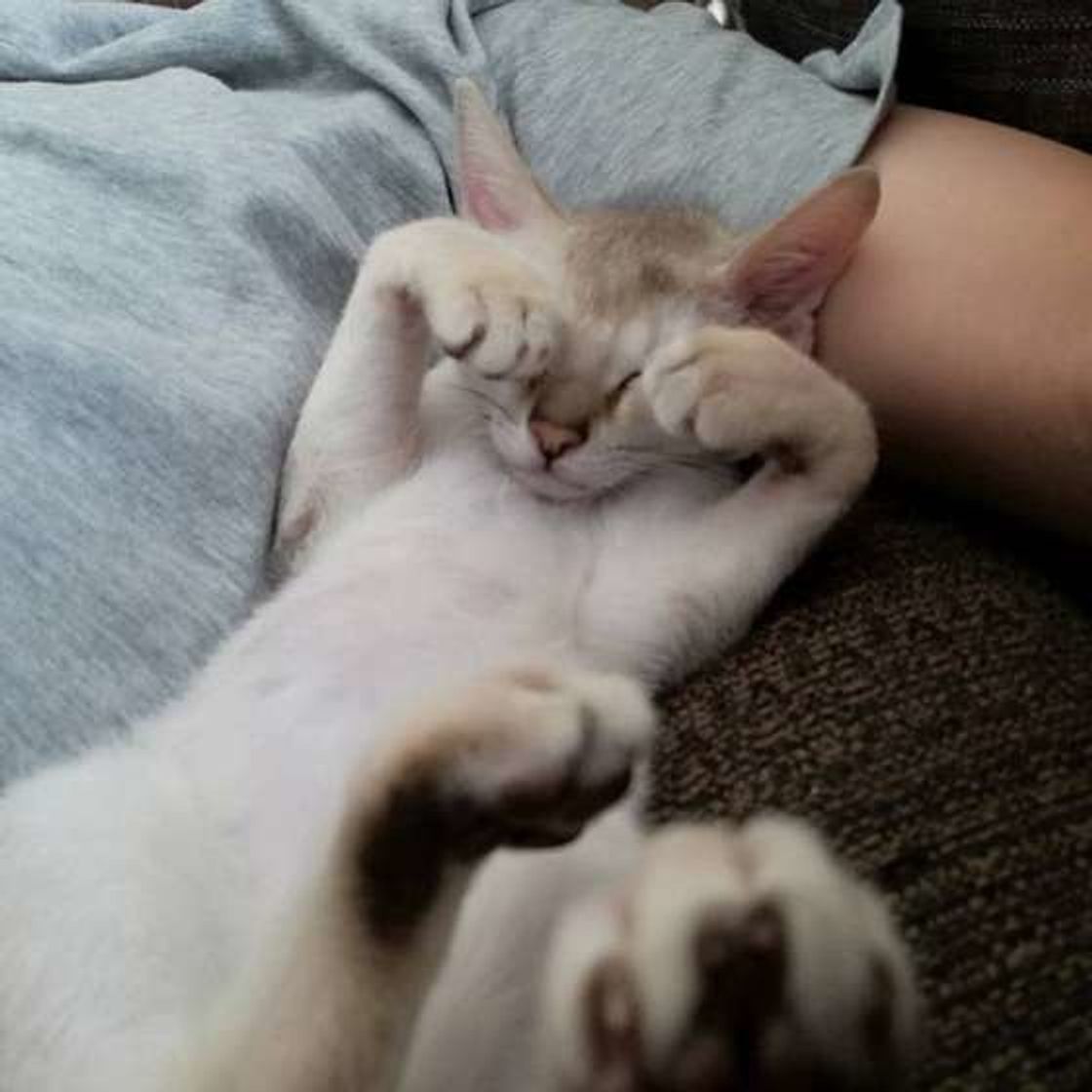 猫が まぶしい寝 をする理由は 目を隠して寝るかわいい猫大集合 ねこのきもちweb Magazine 猫が まぶしい寝 をする理由は 目を隠して寝るかわいい猫大集合 ねこのきもちweb Magazine