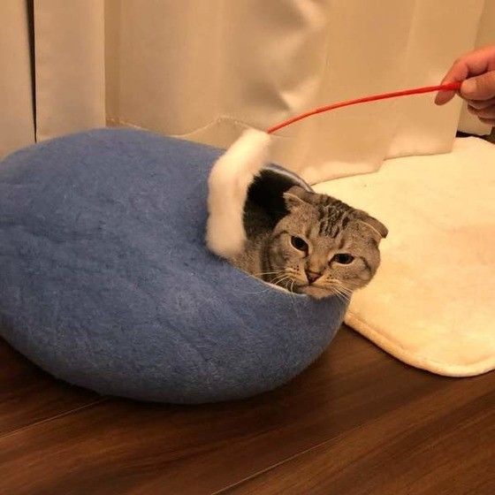 見つめるスコティッシュフォールド