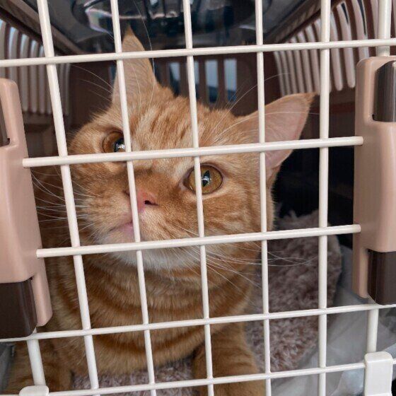 キャリーケースに入るスコティッシュフォールド