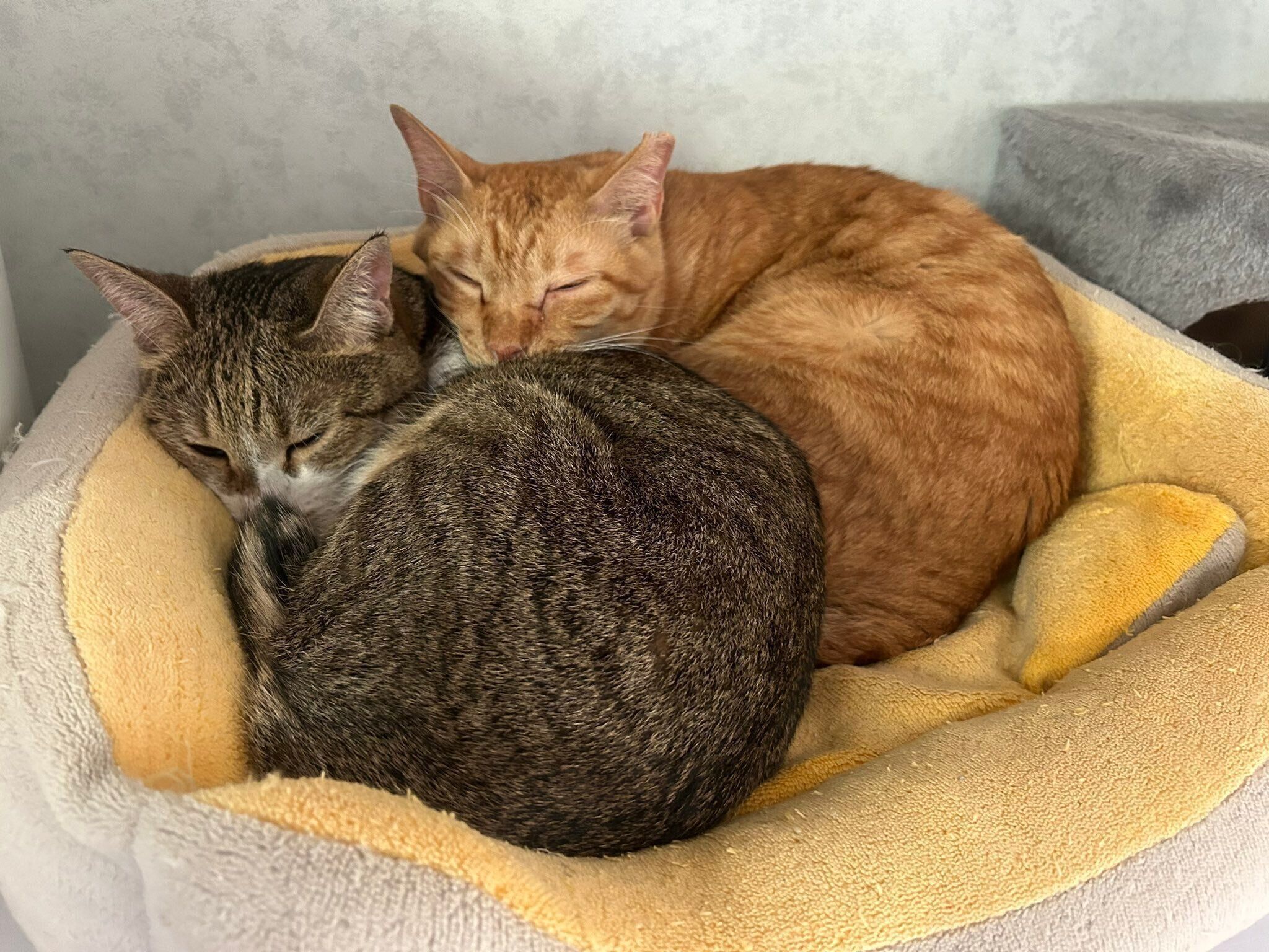 寄り添って眠るくぅちゃんと福ちゃん