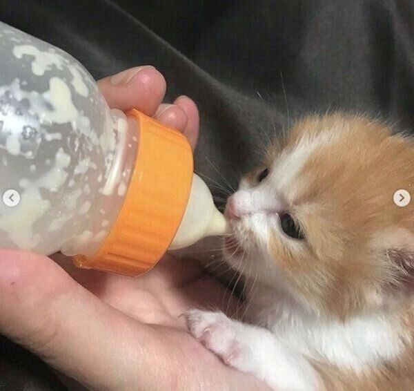 子猫時代ののぶおちゃん