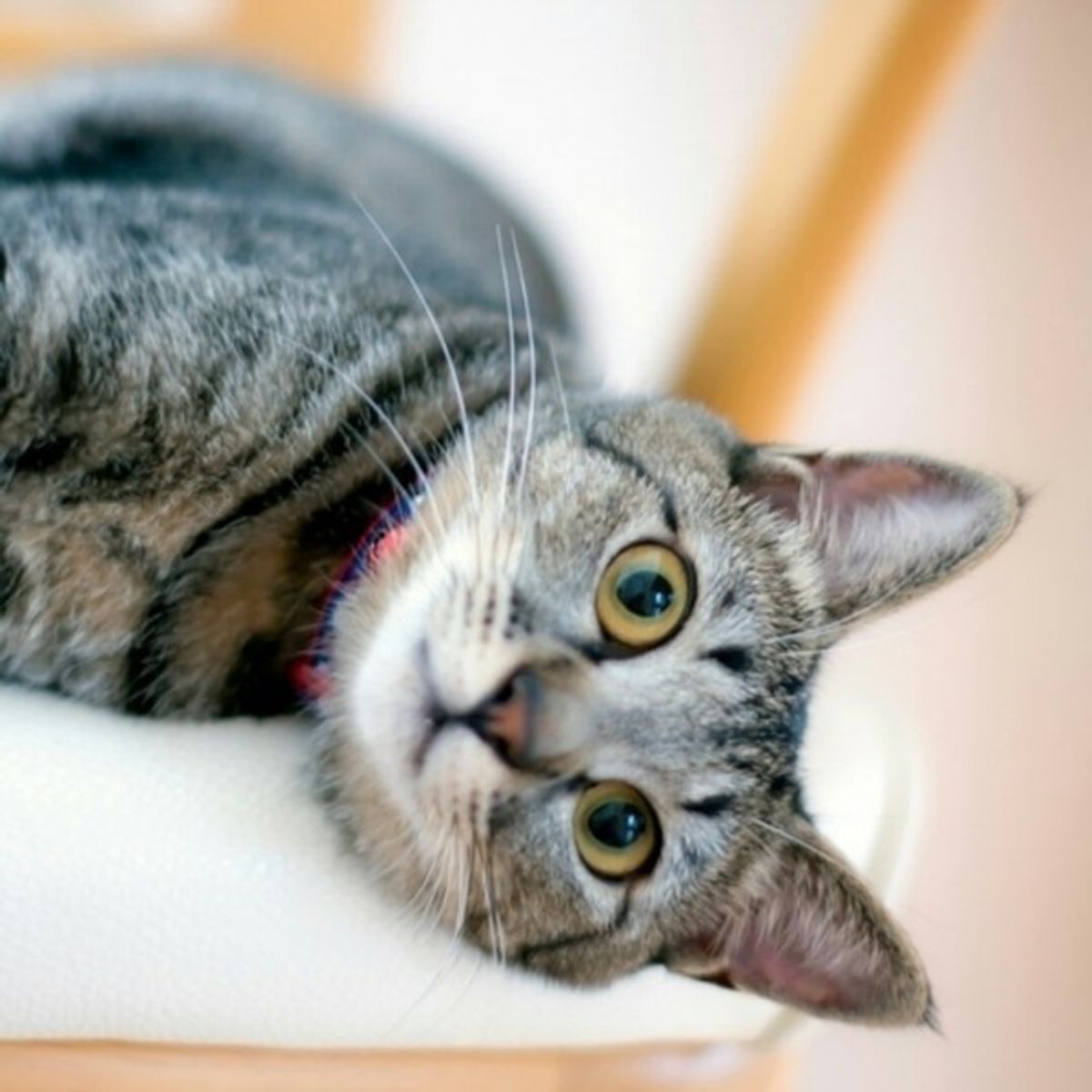 獣医師監修 猫の性別 猫種 毛柄による違い 特徴や性格 お世話方法 ねこのきもちweb Magazine 獣医師監修 猫の性別 猫種 毛柄による違い 特徴や性格 お世話方法 ねこのきもちweb Magazine