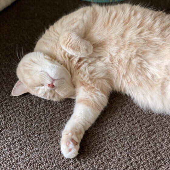 お休み中のマンチカン