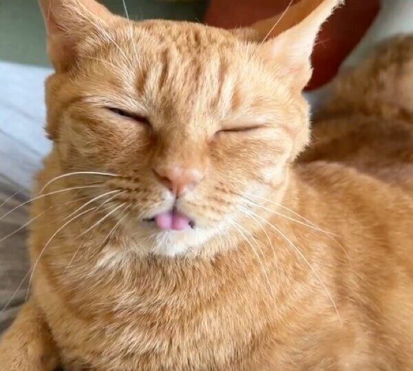 舌チョロをするポン子ちゃん