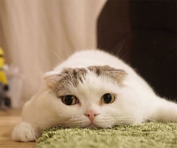 ぐでっとくつろぐライくん