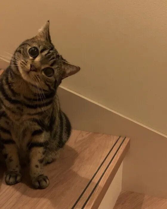 階段で待ち伏せをするツナくん