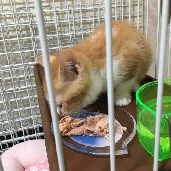 ゴハンを食べるスコティッシュフォールド