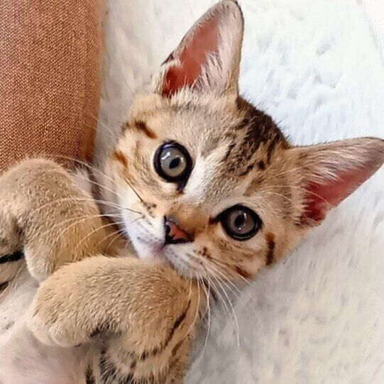 保護から1カ月ほど経ったころのぴっぴくん（撮影時、生後推定2カ月）。