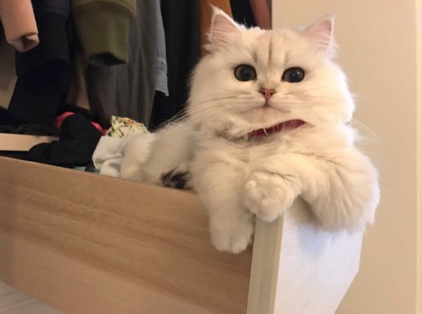 ドヤ顔をする猫