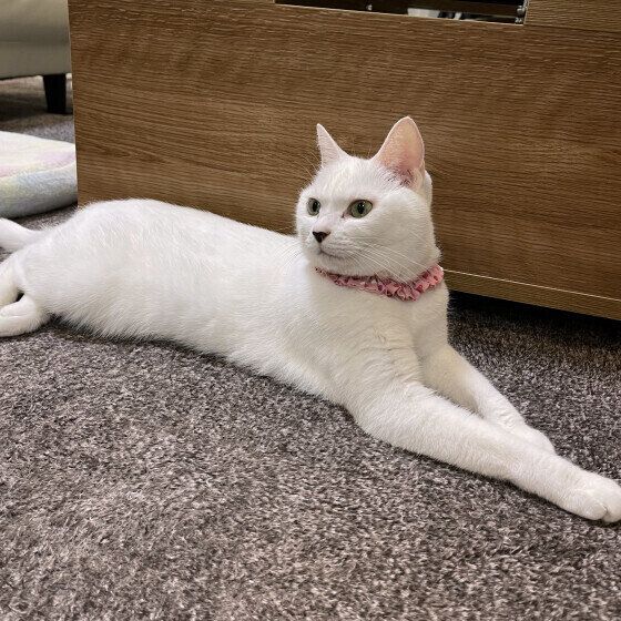 MIX（白）のシフォンちゃん