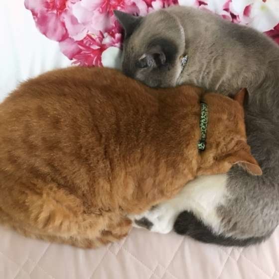 きなこもち太郎くん  MIX　キジトラ