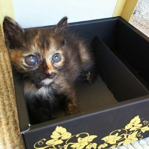 怪我で目が見えなくなったサビーちゃん