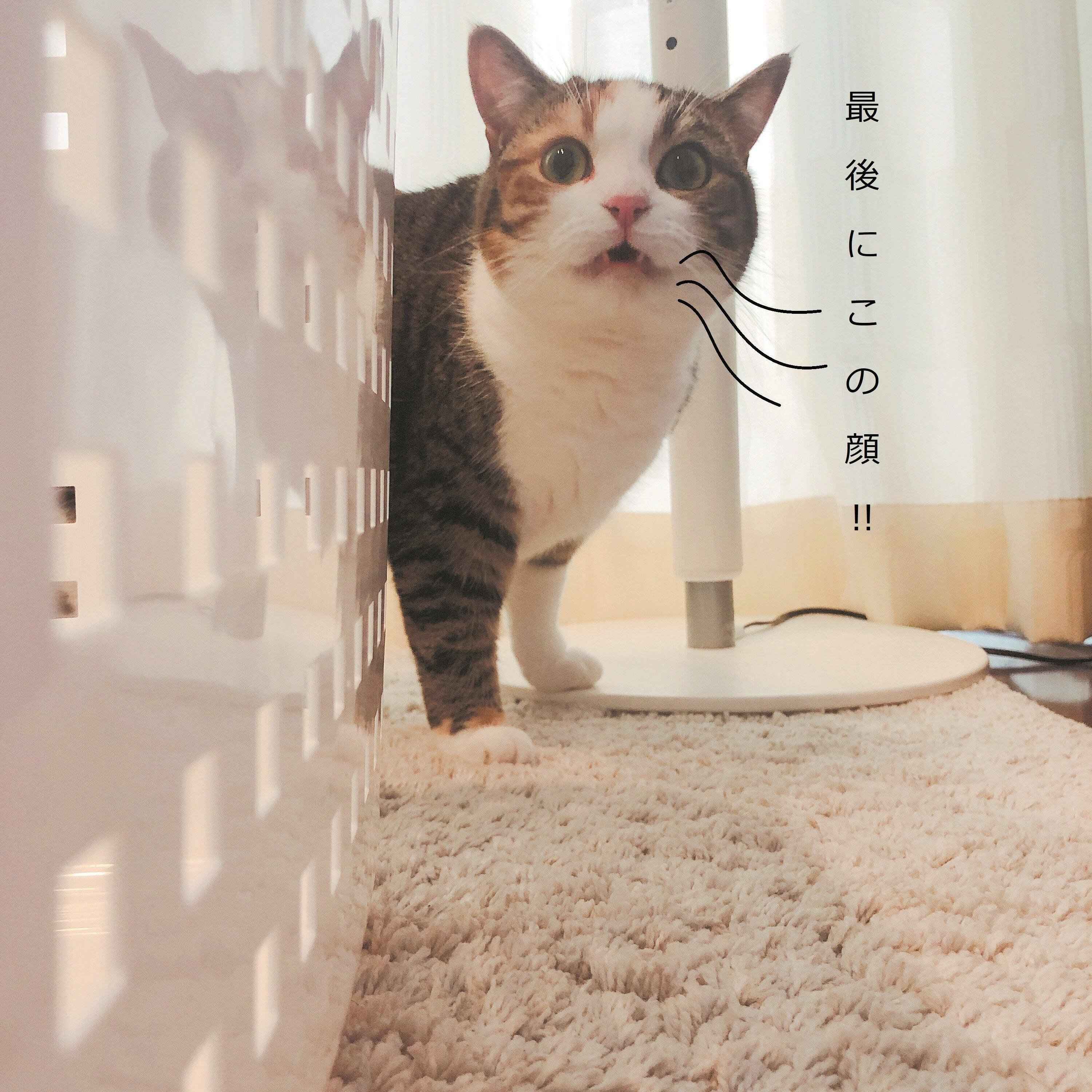 画像／2019年11月号『フレーメンファンクラブ通信』